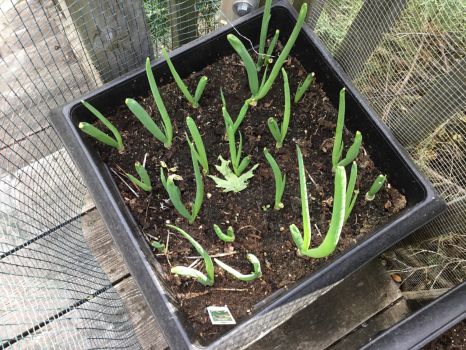 Green Onions in the Planter