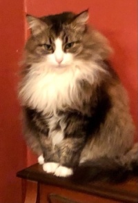 Cleopatra