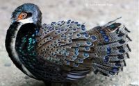Bornean Peacock Pheasant