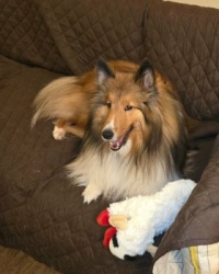 Chase with new toy