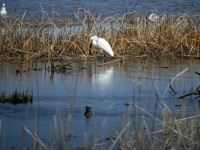 The Great White Egret is still here