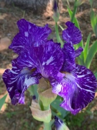 patch iris