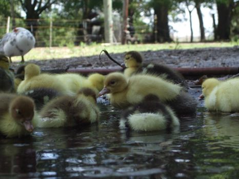 Ducklings in a puddle