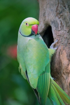 Parrot guarding mate