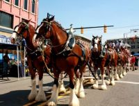 Clydsdales 2