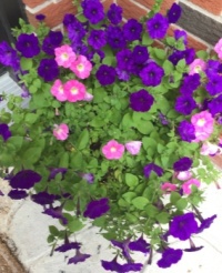 Petunias