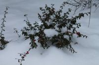 Winters Holly