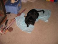 Dude has more fun with the tissue paper!
