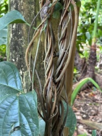 Neat looking vine
