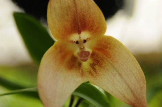 Monkey Face Orchid