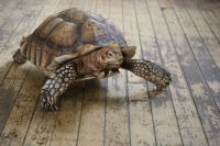 Tortoise at Bird Kingdom, Niagara Falls, Canada