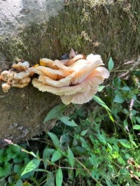fungi