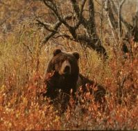 Kodiak Bear in the Fall