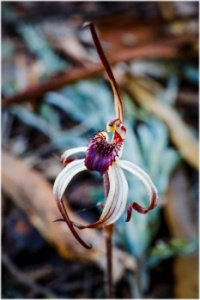 First time finding the Winter Spider Orchids - sooo tiny!