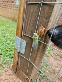 Cicada emerging, side view