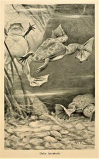 Brehms - Tierleben (Plate - Glatter Spornfrosch), 1900