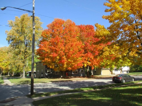 Solve Fall colors on my street jigsaw puzzle online with 12 pieces