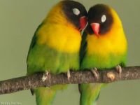 Are these love birds?