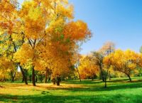 3-yellow-trees