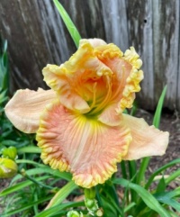 Daylilly