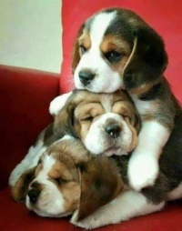 Tower of Beagles