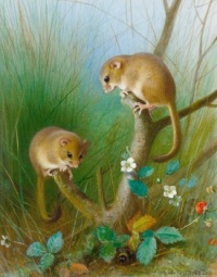 Dormice