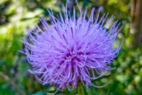 Thistle in the Woods
