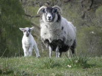 Sheep