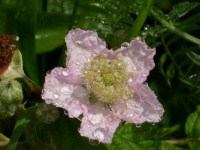 Bramble flower after the rain