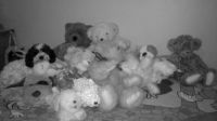spot the dog