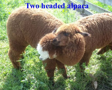 Two headed alpaca