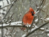 Cardinal right outside my window this afternoon