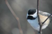 Chickadee checking me out