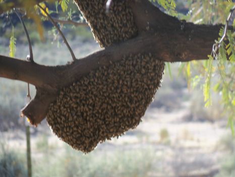 Bee swarm resting in our tree (two years ago)