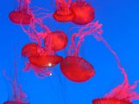 Red-lit Jellyfishes