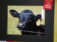 meggie's red ribbon in animal category at county fair...judged today