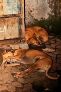 Mumbai, stray dogs