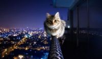 Fearless