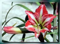 Amaryllis