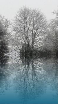 Tree reflection