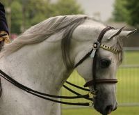 white arabian horse