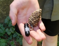 Geocaching pine cone