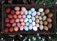 All the Eggs in One Basket