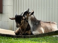 Goats Resting