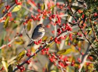 Chipping Sparrow in Holly