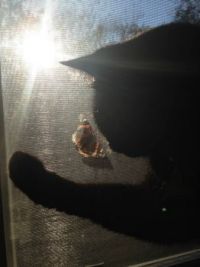 Bramble tries to catch the pretty butterfly.