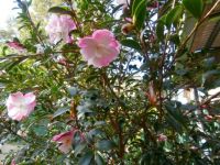 camellias - june autumn 2013