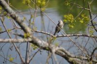 Curious Mockingbird
