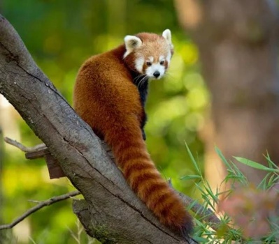 Solve Red Panda - Nepal jigsaw puzzle online with 56 pieces