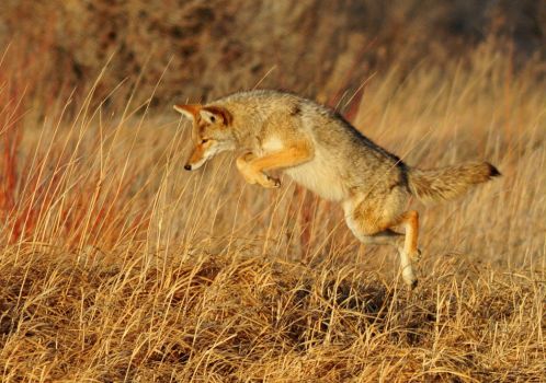 Pouncing Coyote